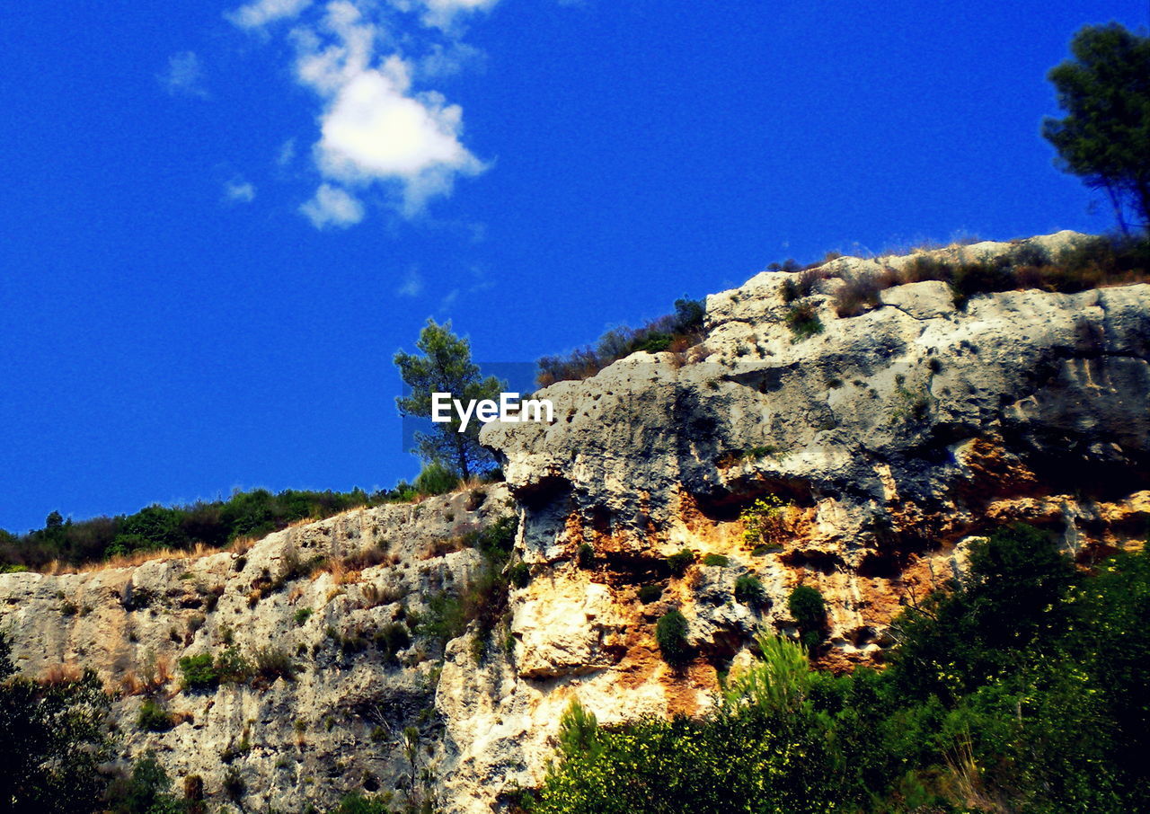 LOW ANGLE VIEW OF TREES AGAINST BLUE SKY