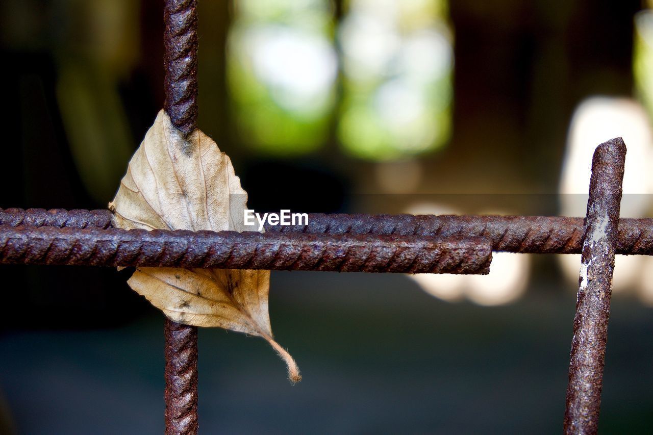 Close-up of leaf on metallic rods