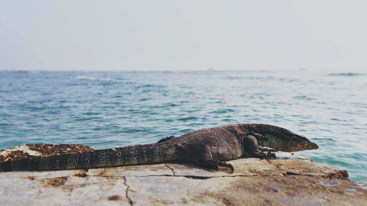 Lizard on rocks against sea