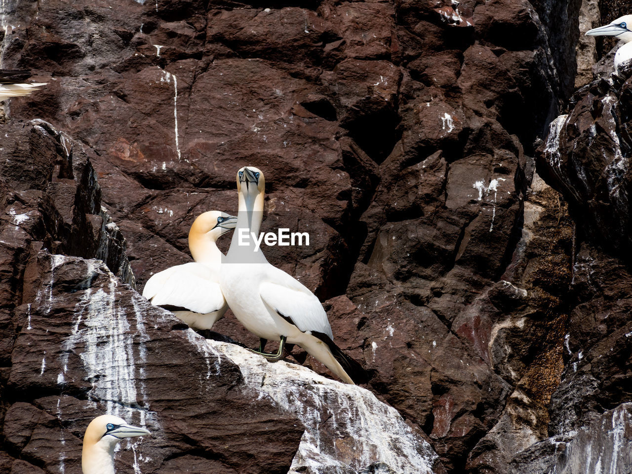 High angle view of bird perching on rock
