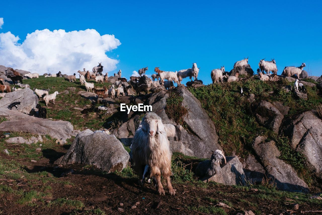 Goats against sky