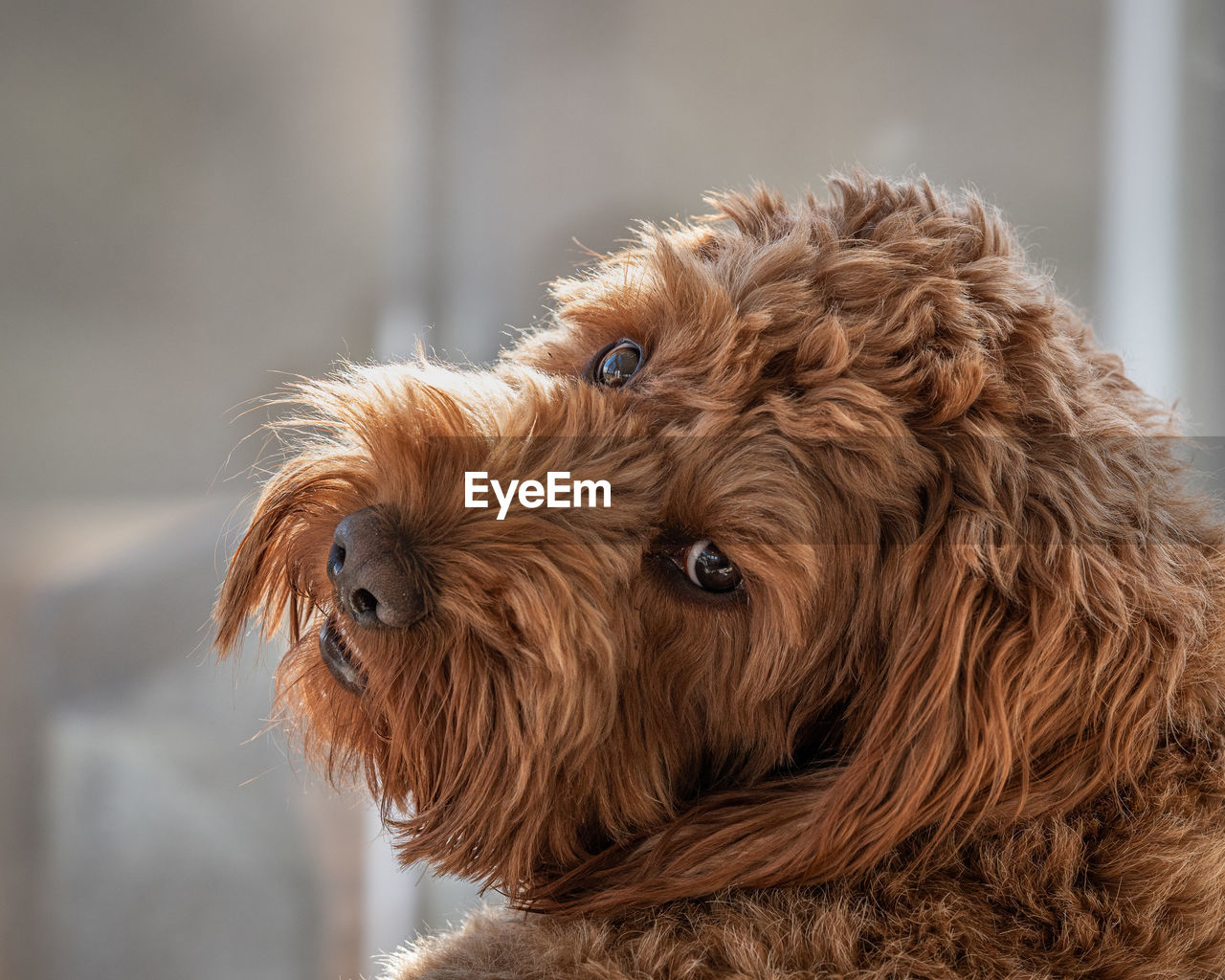 A red cockapoo looking backwards over his shoulder towards the camera