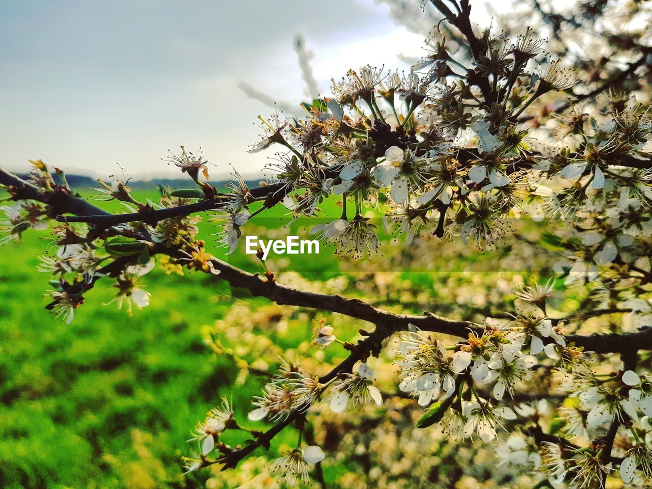 CLOSE-UP OF CHERRY BLOSSOM ON TREE