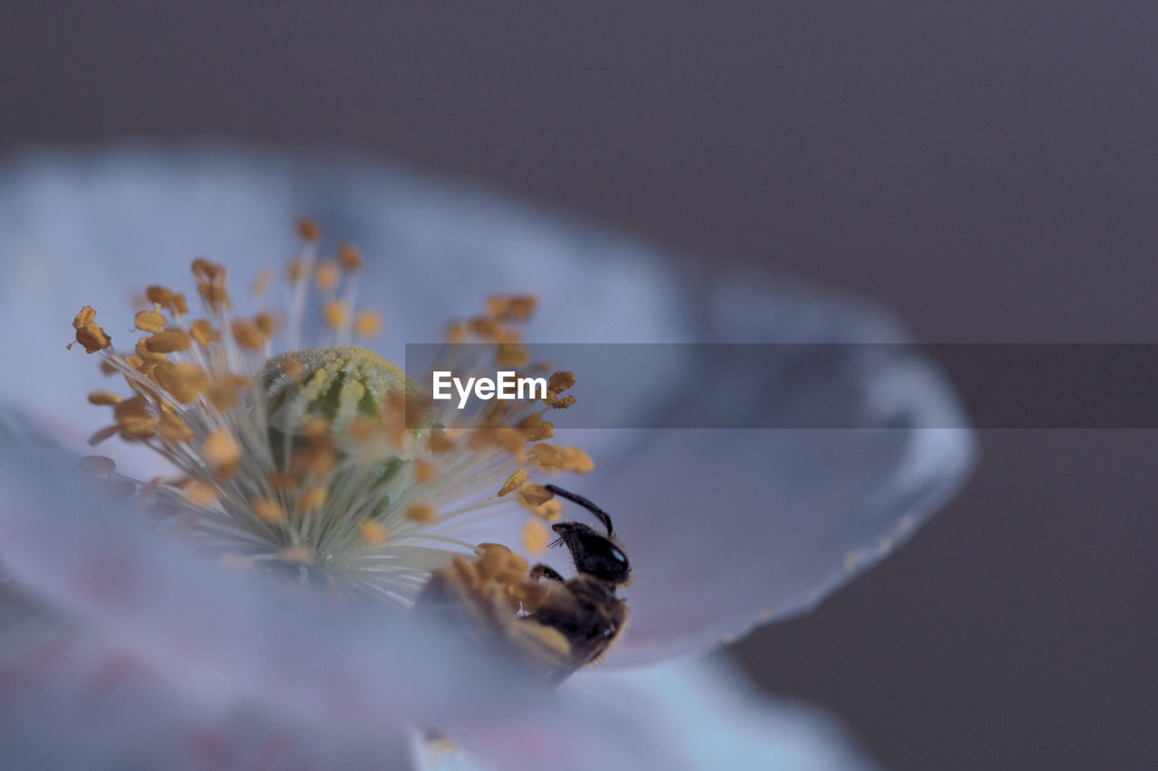 flower, plant, flowering plant, close-up, beauty in nature, pollen, nature, petal, macro photography, animal wildlife, animal themes, blossom, animal, bee, insect, freshness, fragility, no people, selective focus, macro, one animal, wildlife, honey bee, leaf, flower head, outdoors, yellow, growth, white