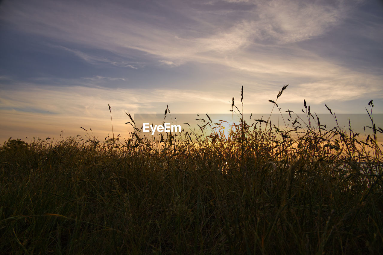 Plants growing on field against sky during sunset