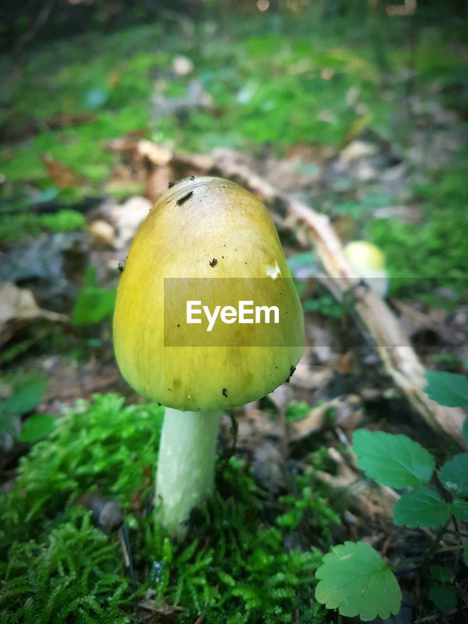 CLOSE-UP OF APPLE ON TREE