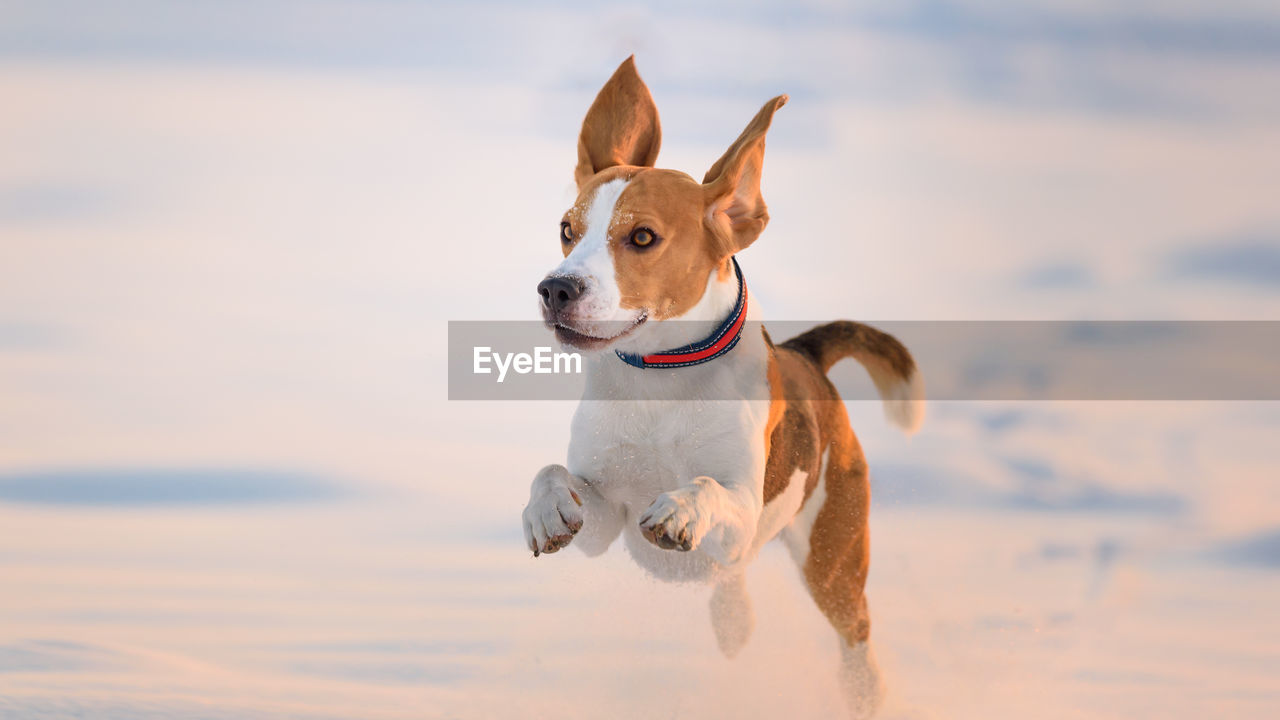 Dog looking away while running on snow covered field