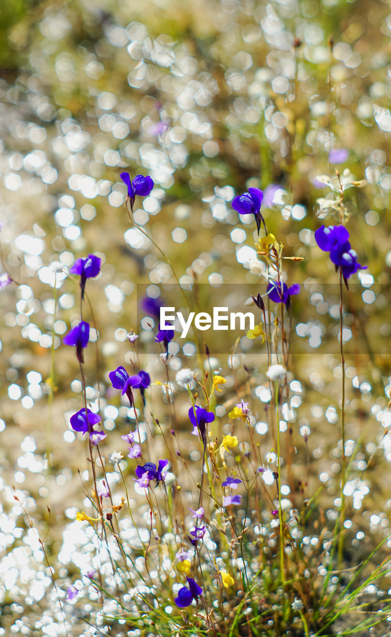 CLOSE-UP OF FLOWERING PLANT