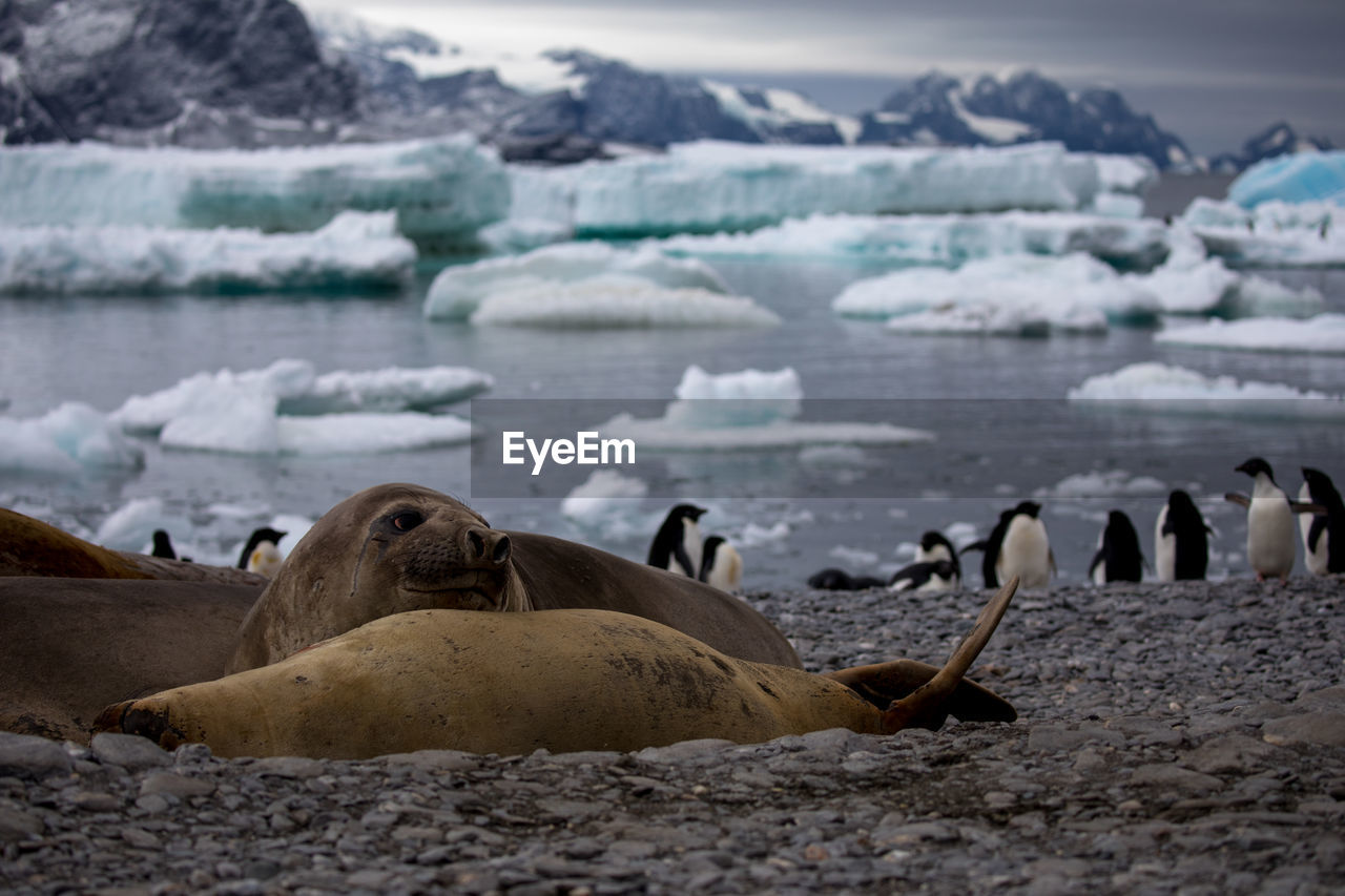 Seal and penguins at frozen sea