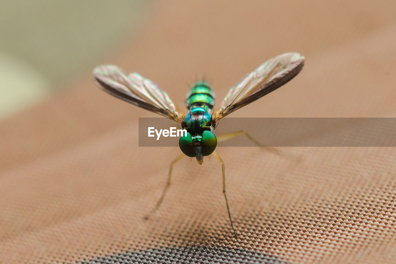 Dolichopodidae  live in the leaves 