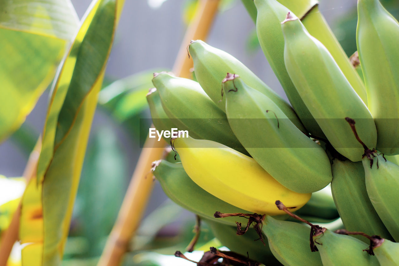 Raw and ripe bananas with sunlight in the farm.