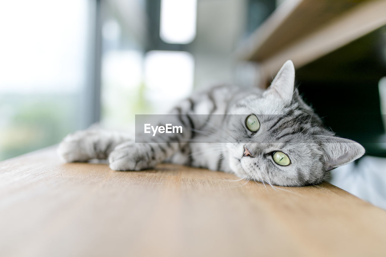 Portrait of british shorthair cat relaxing on chair