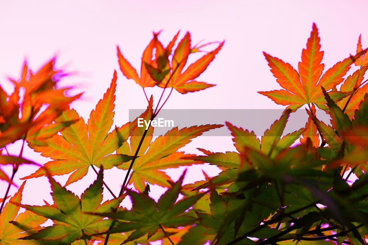 Close-up of red maple leaves on branch