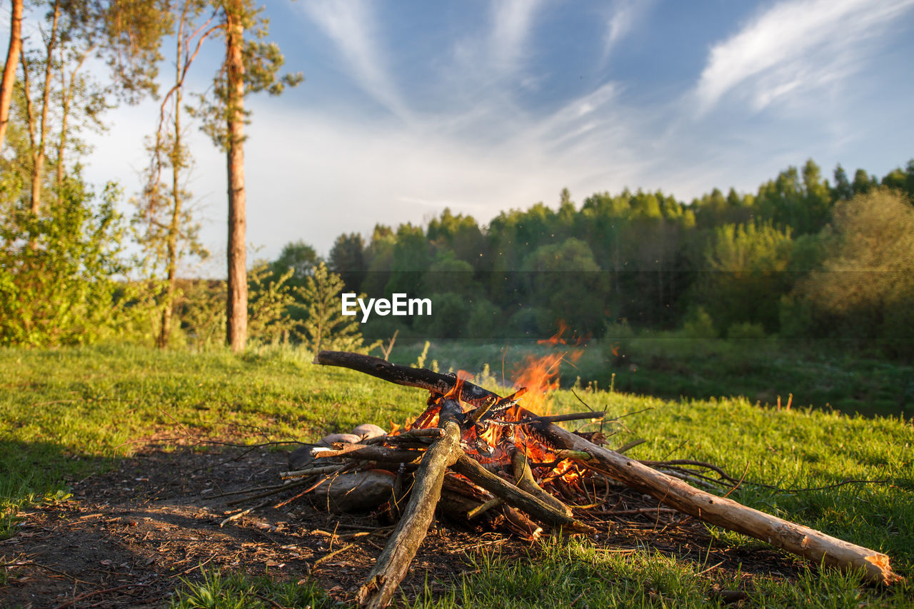 Close-up of bonfire on field in forest against sky