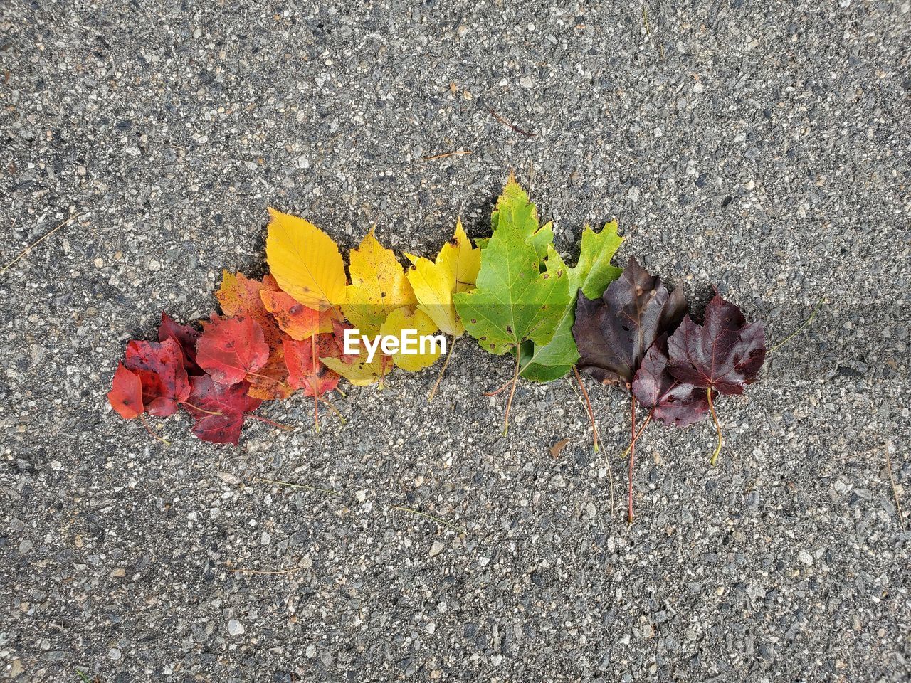 High angle view of autumn leaves on road