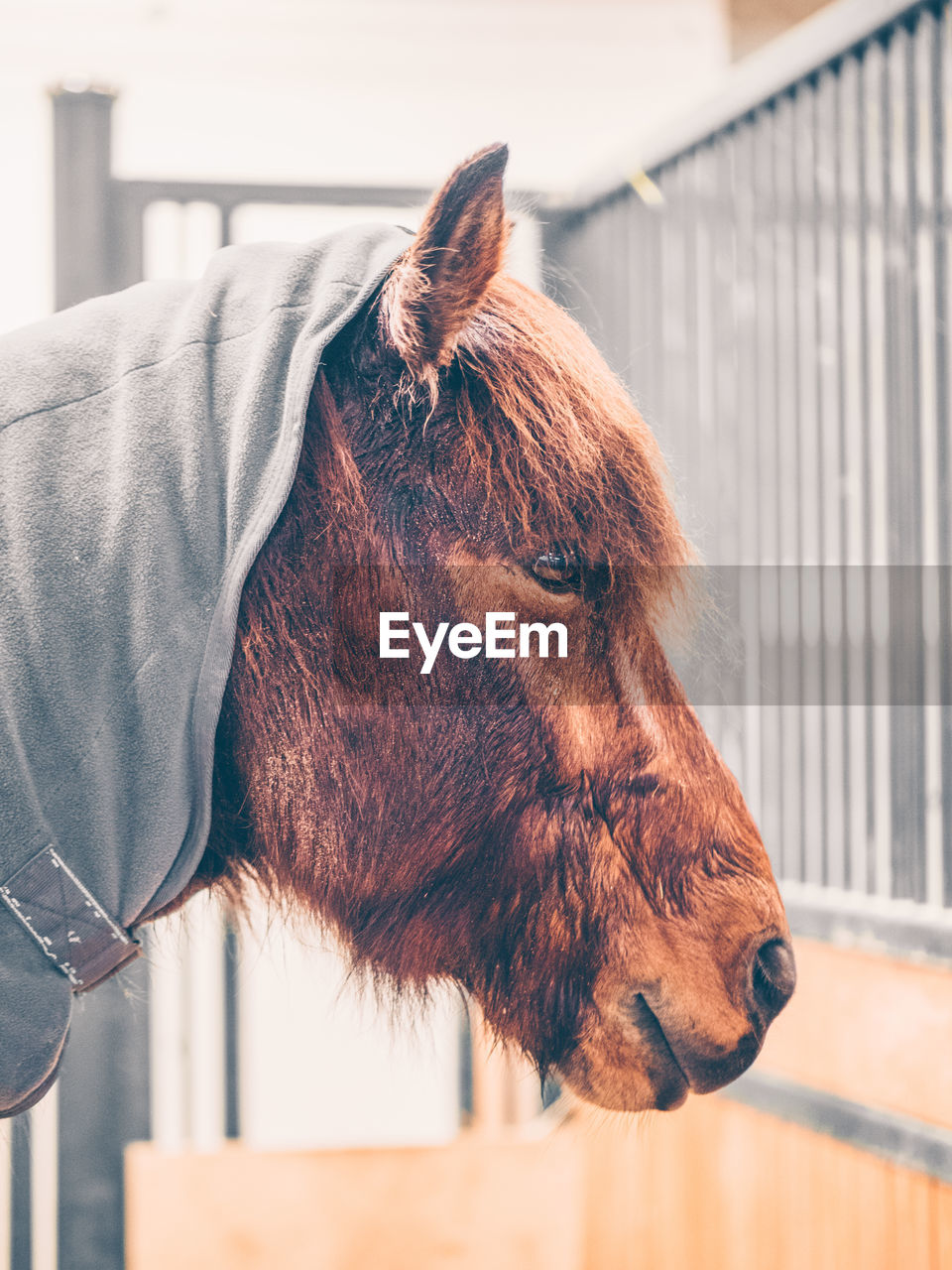 CLOSE-UP OF A HORSE IN RANCH