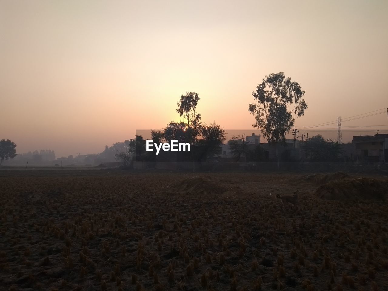 Scenic view of field against clear sky during sunset