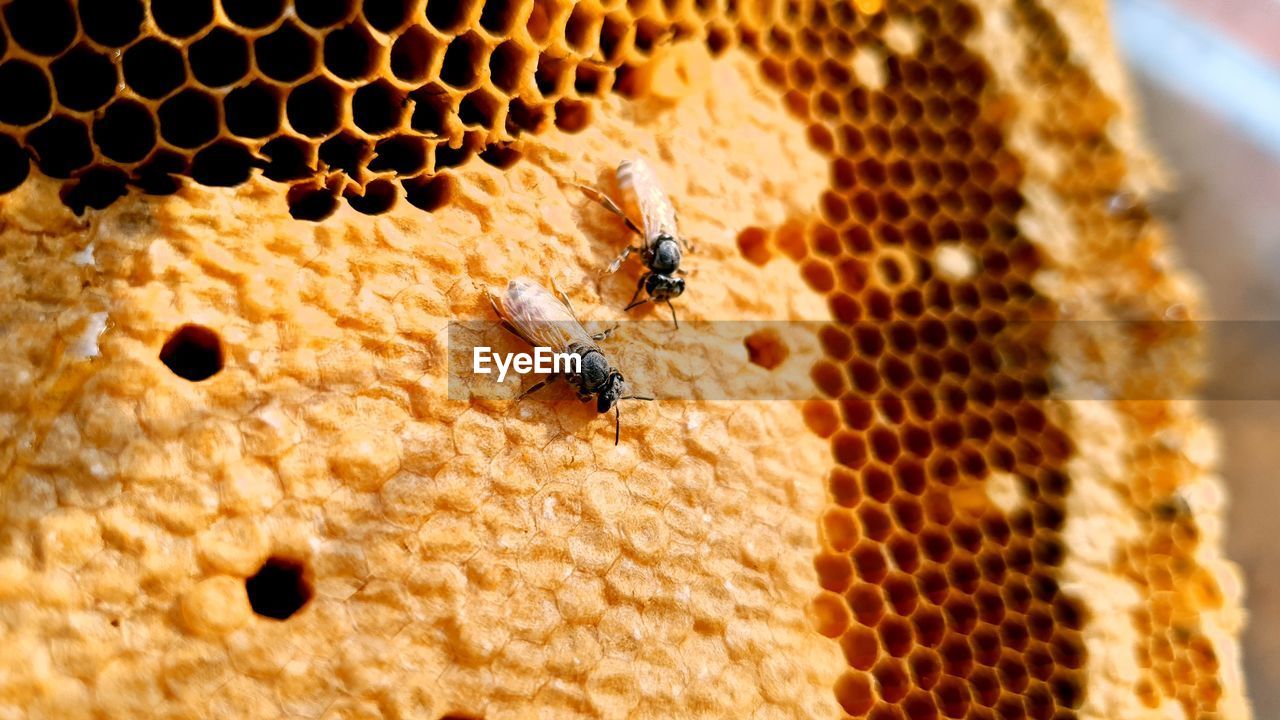 CLOSE-UP OF HONEY BEE ON A LEAF