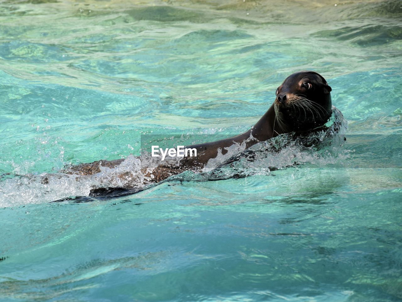 SWIMMING UNDERWATER IN SEA