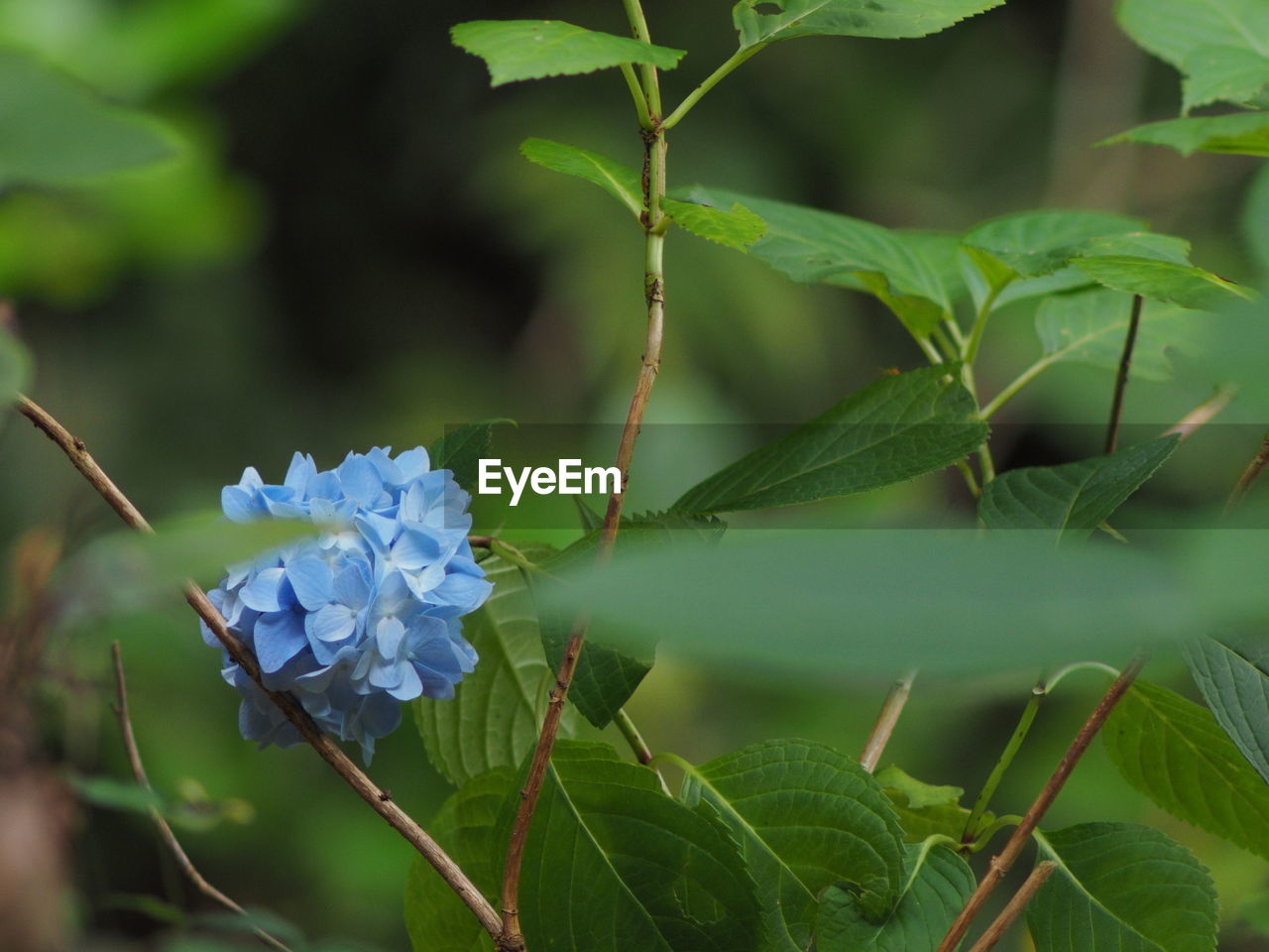 Close-up of purple flowering plant