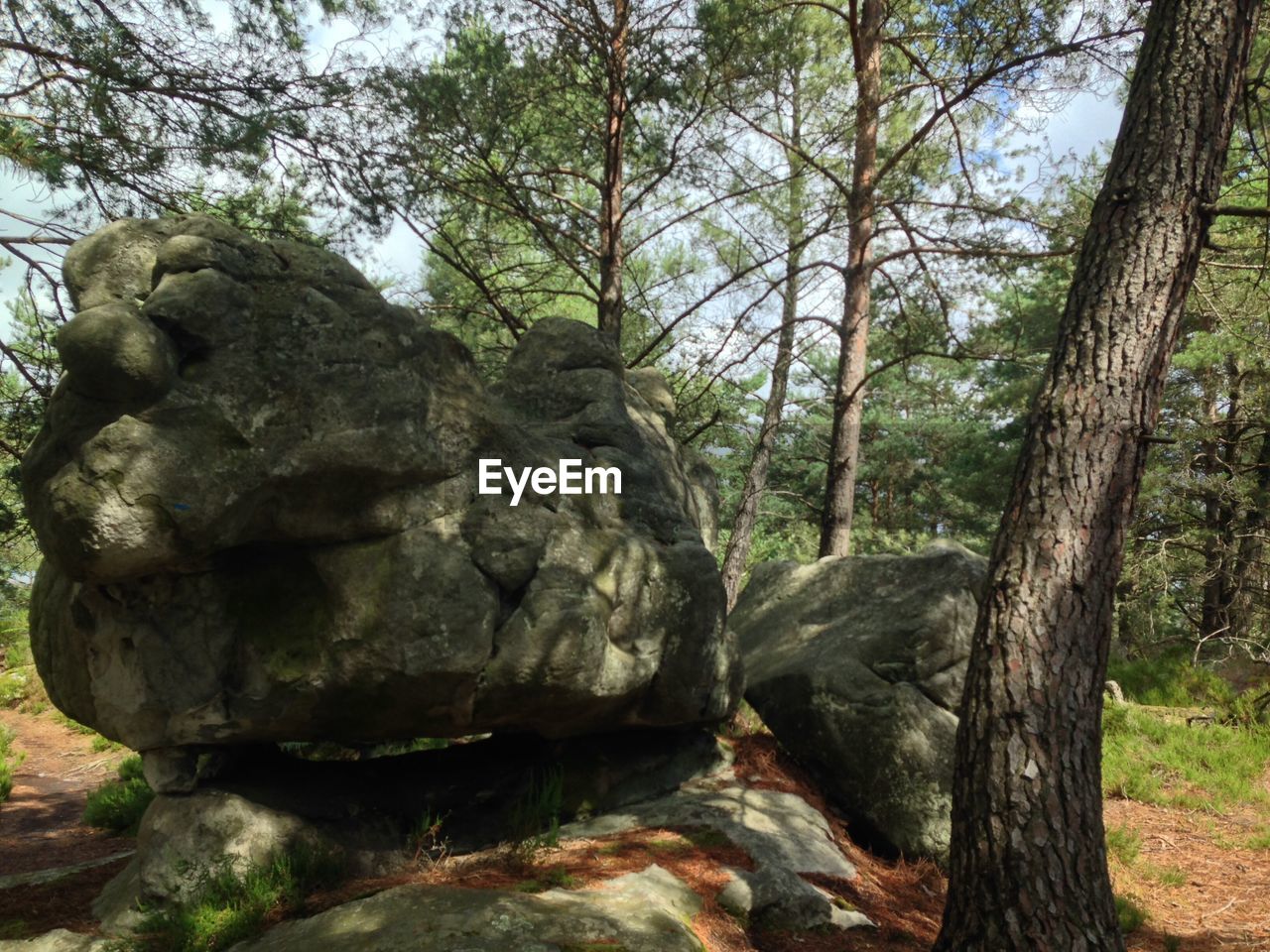 VIEW OF TREE TRUNK