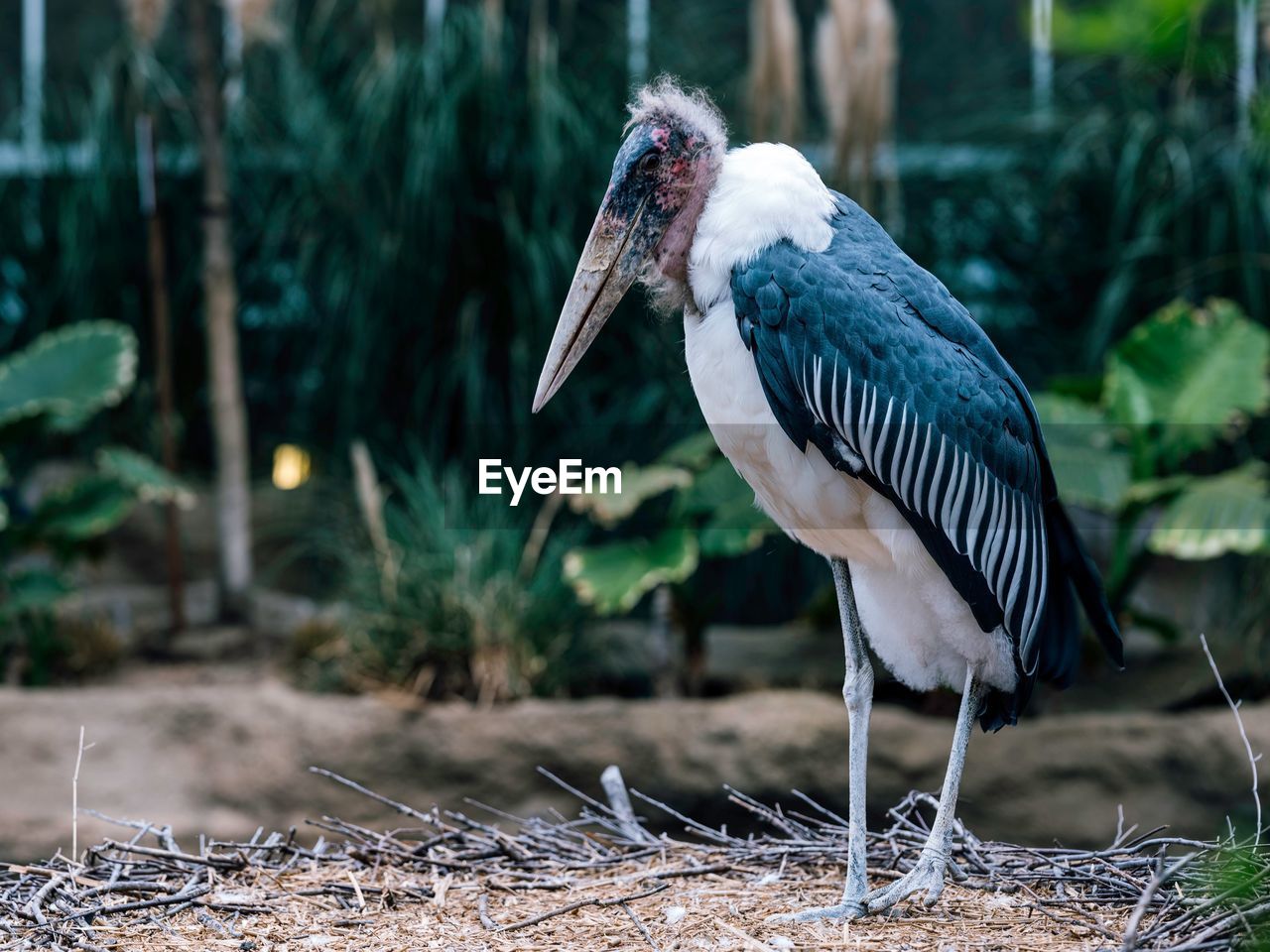 SIDE VIEW OF A BIRD PERCHING ON A LAND