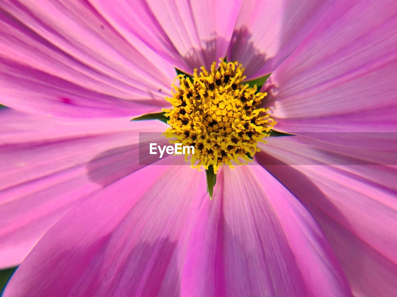 FULL FRAME SHOT OF PINK COSMOS FLOWER BLOOMING OUTDOORS