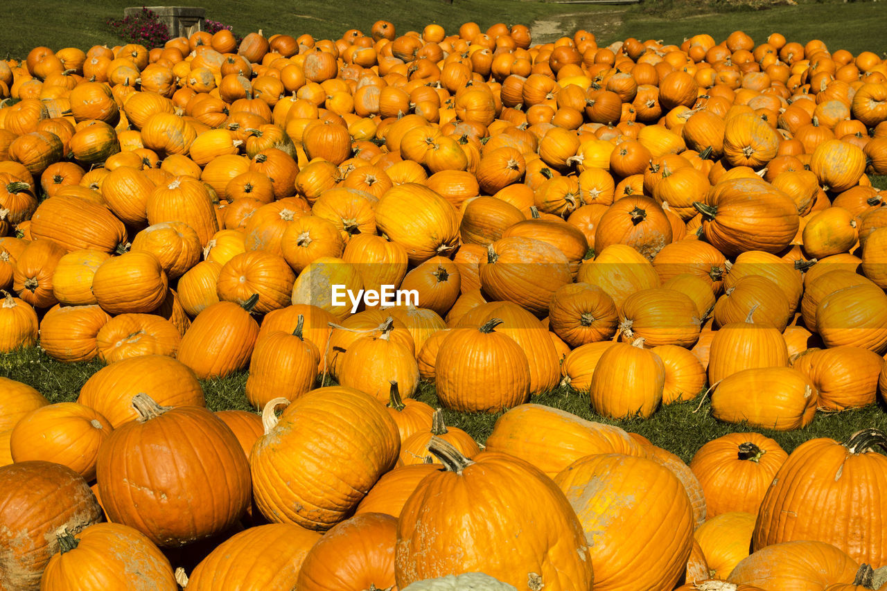 Pumpkins on field during sunny day