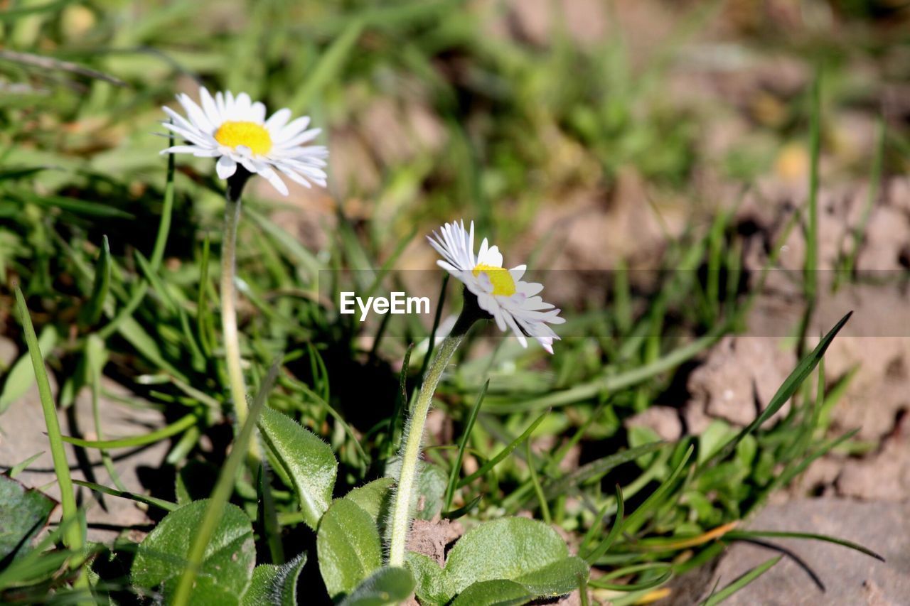 High angle view of white daisy flowers blooming at park