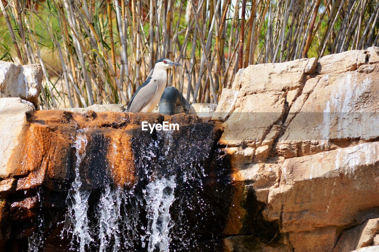 One heron standing in a rock on a cascade