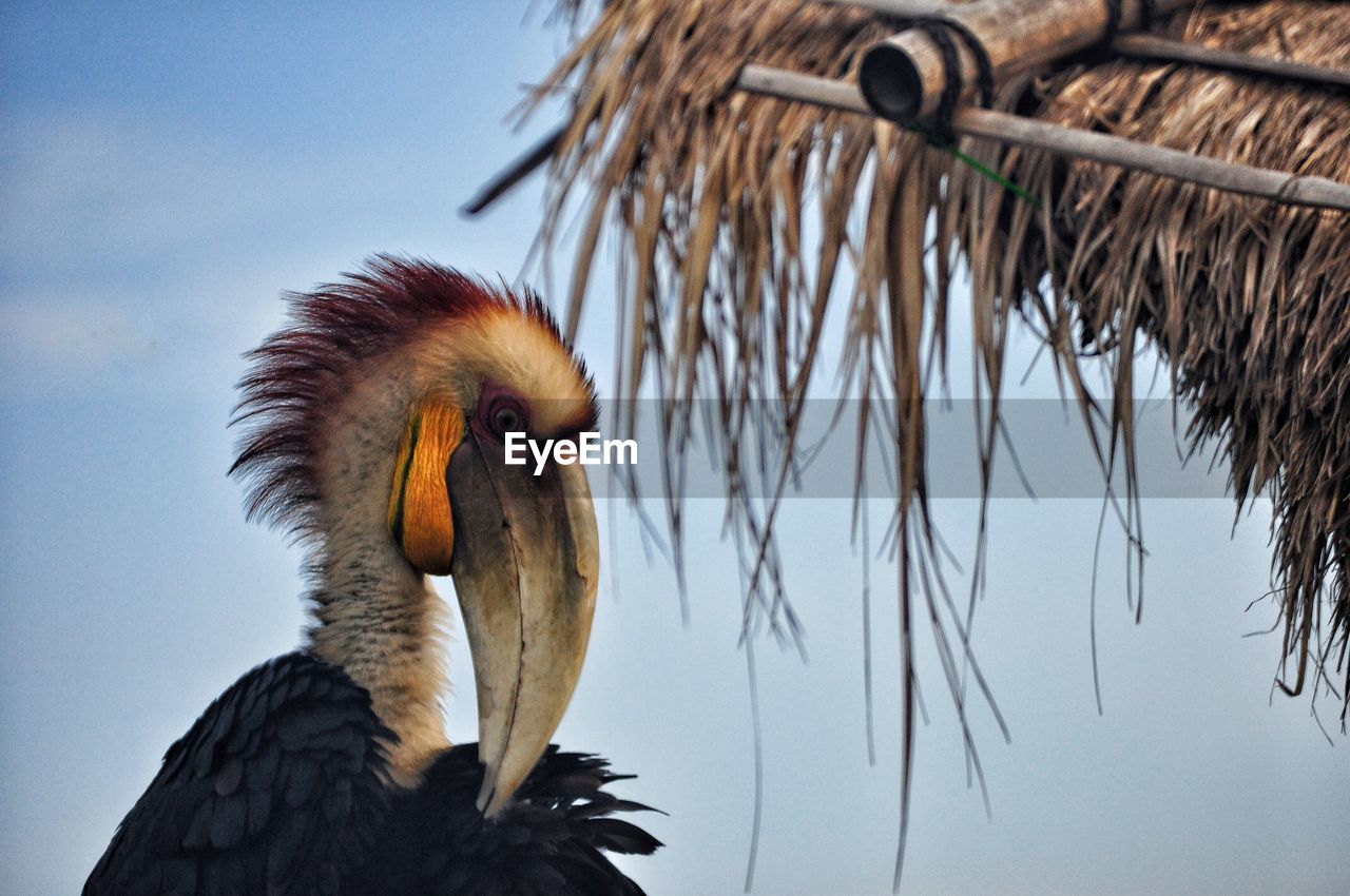 Low angle view of hornbill by thatched roof against sky