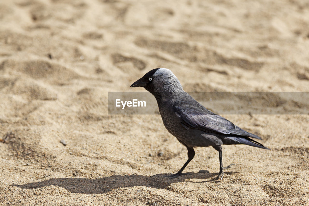 Jackdaw in close up on sandy beach