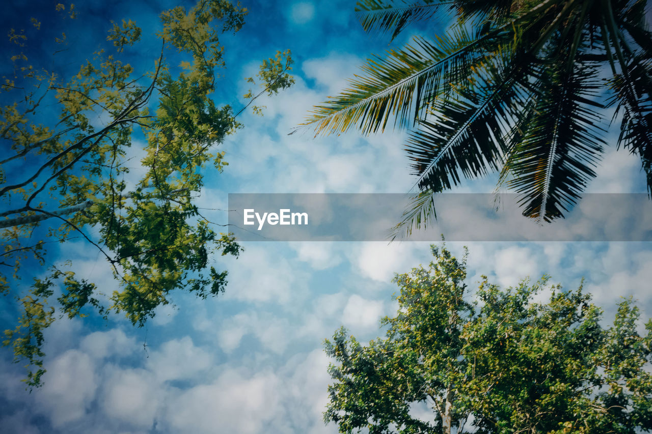 Blue sky and tree background