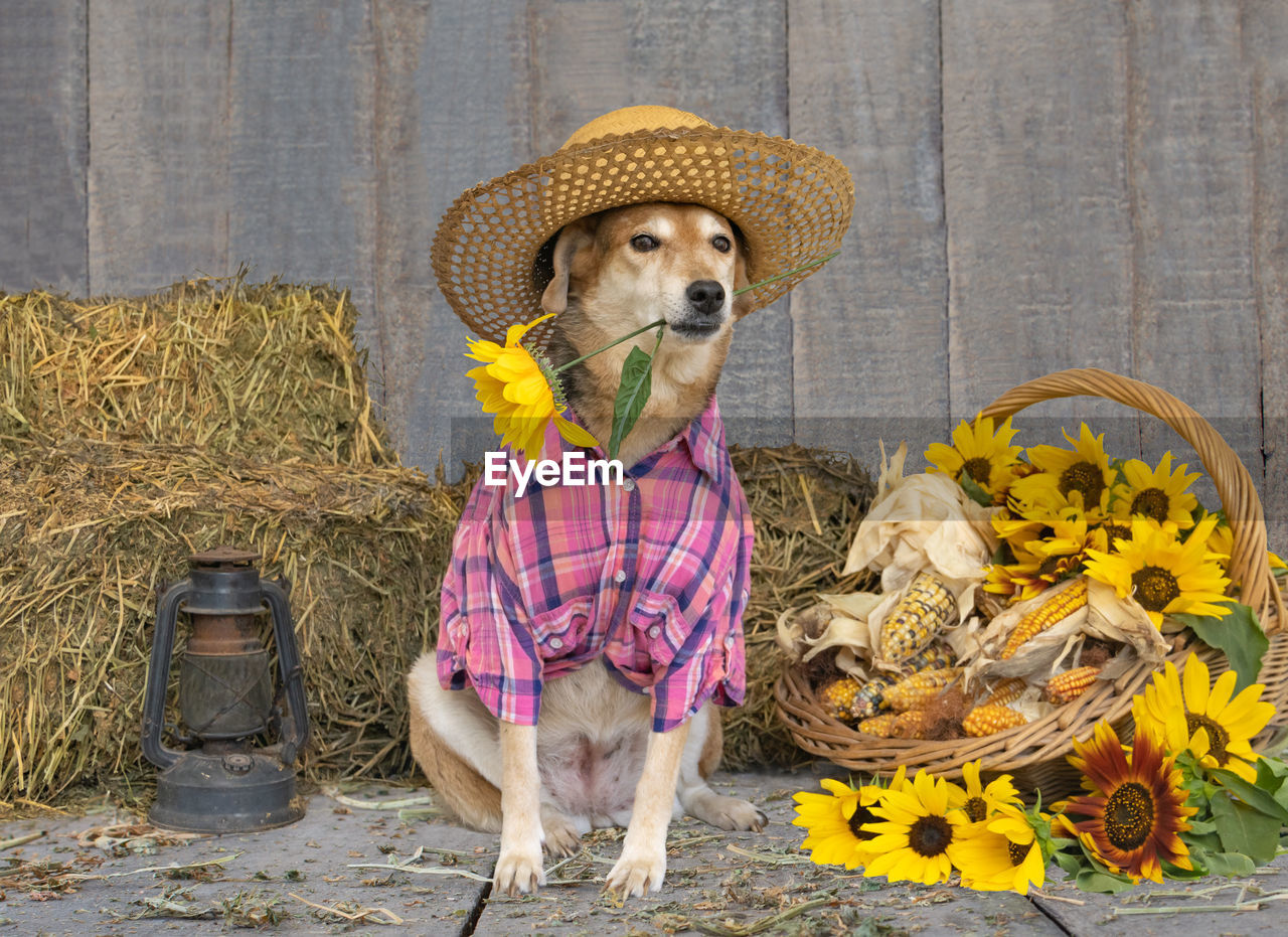 yellow, hat, clothing, straw hat, carnivore, animal, flower, animal themes, dog, mammal, art, one person, domestic animals, one animal, agriculture, plant, scarecrow, pet, nature, representation, flowering plant, childhood, canine, day, spring, portrait, sitting, front view, sun hat, child, full length, creativity, outdoors, person