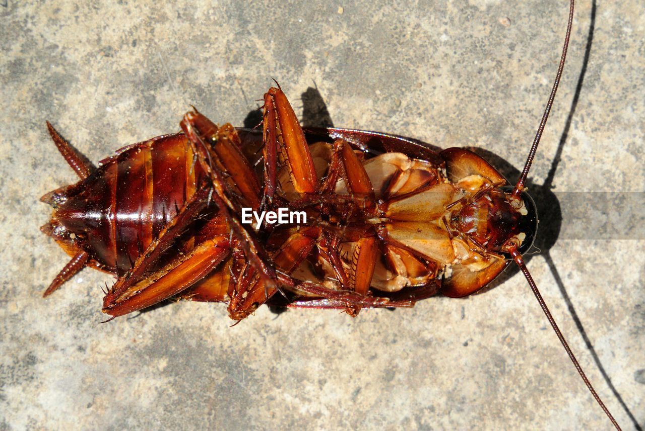 Close-up of dead cockroach on floor