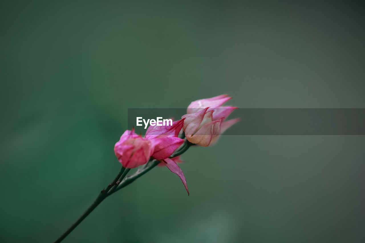 CLOSE-UP OF PINK ROSE