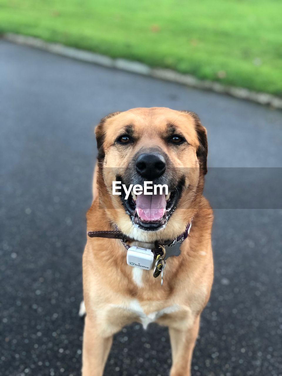 PORTRAIT OF DOG STICKING OUT TONGUE ON ROAD