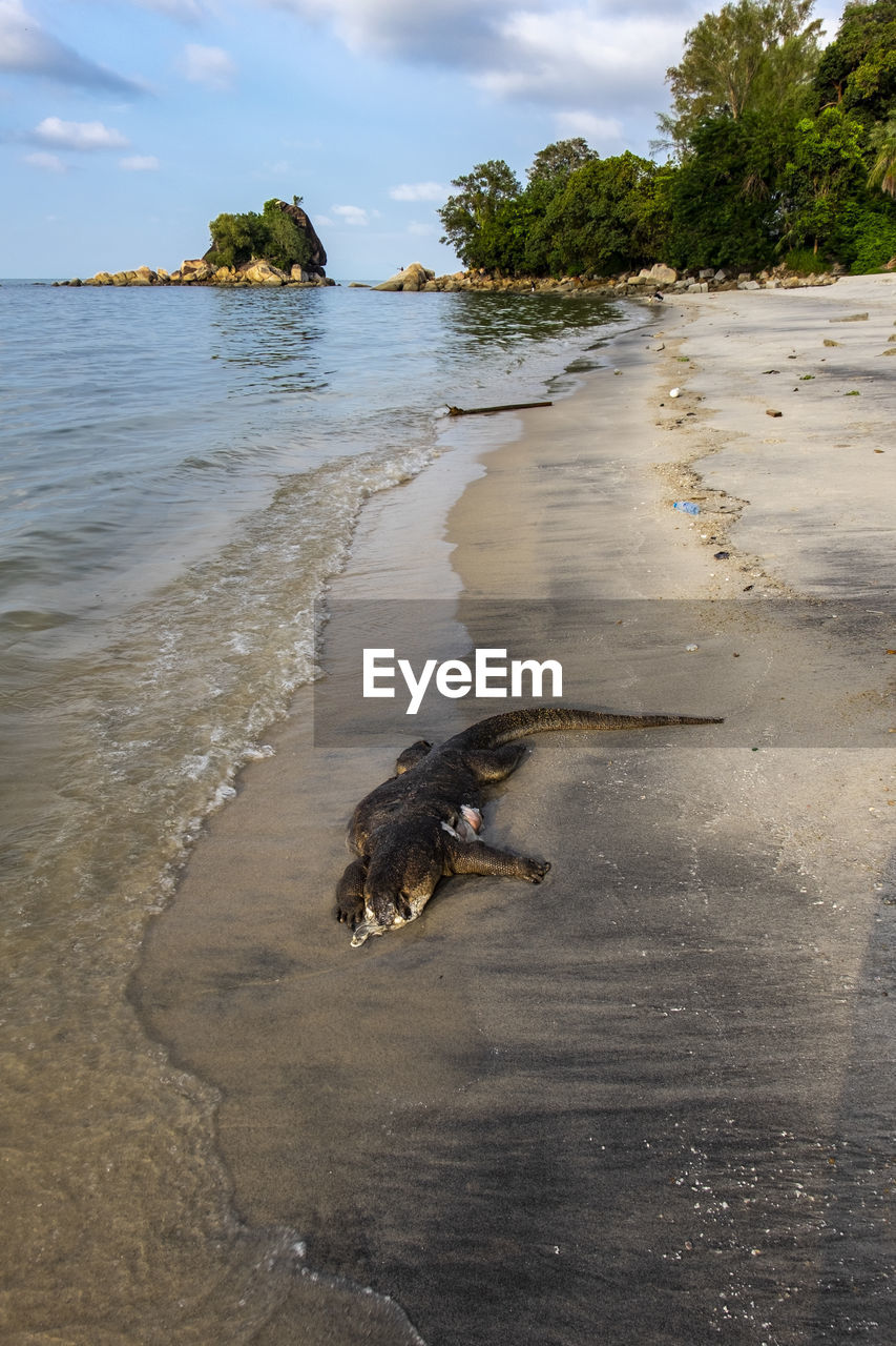 VIEW OF STARFISH ON BEACH