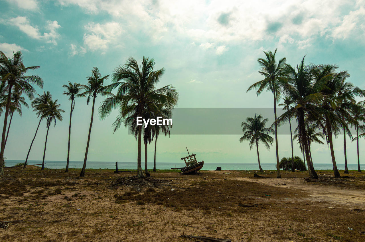 Palm trees on beach against sky