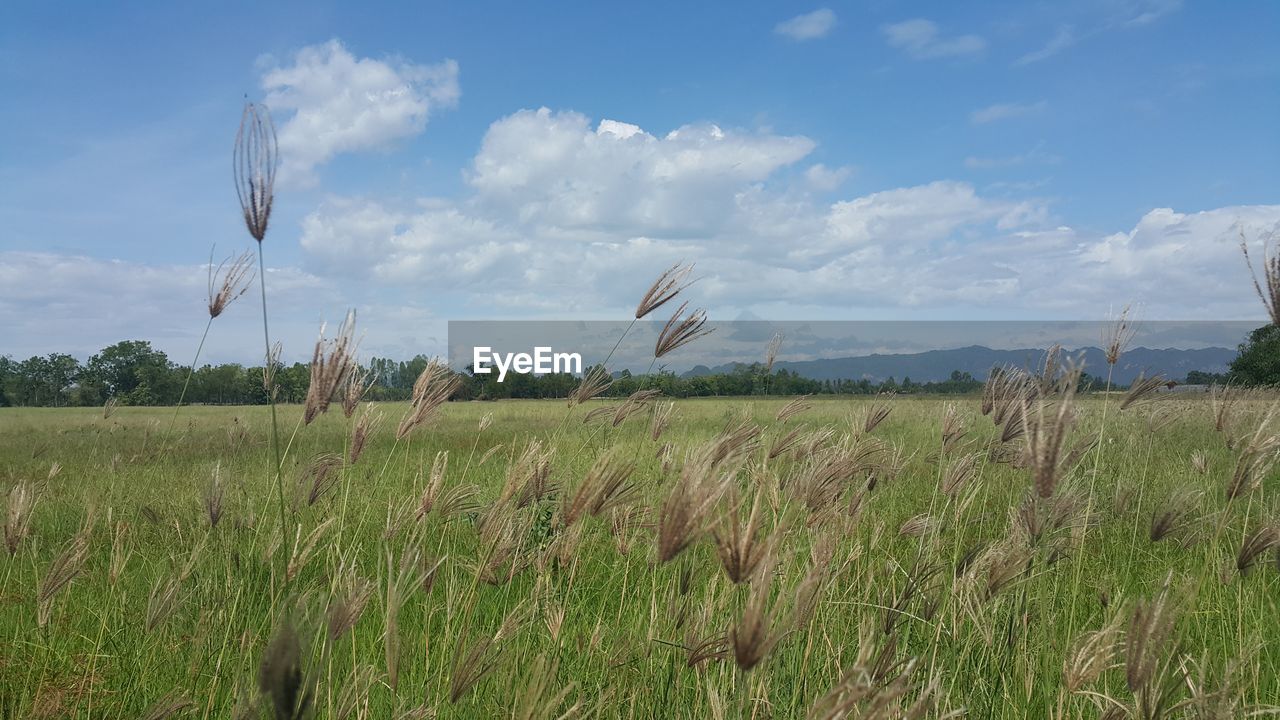 Scenic view of field against cloudy sky