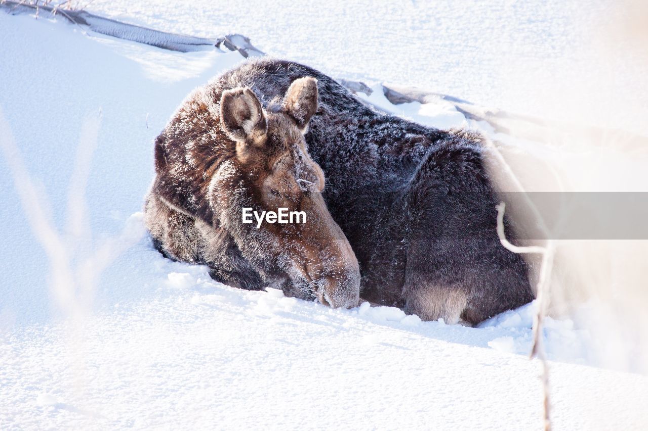 SIDE VIEW OF AN ANIMAL