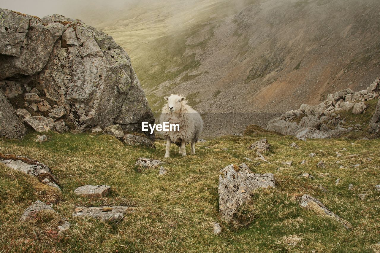 View of sheep on rock