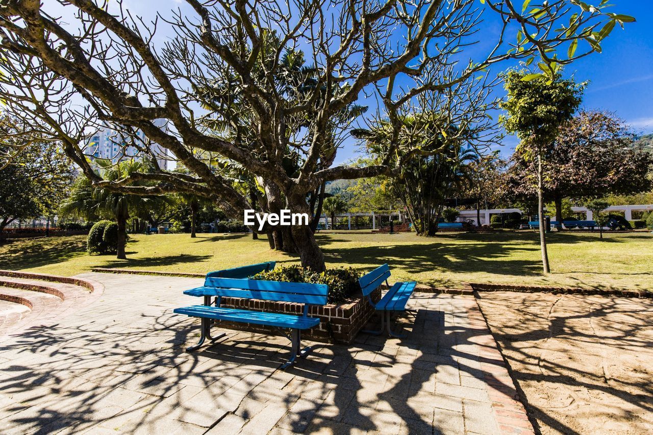 Benches around bare tree on sunny footpath by park