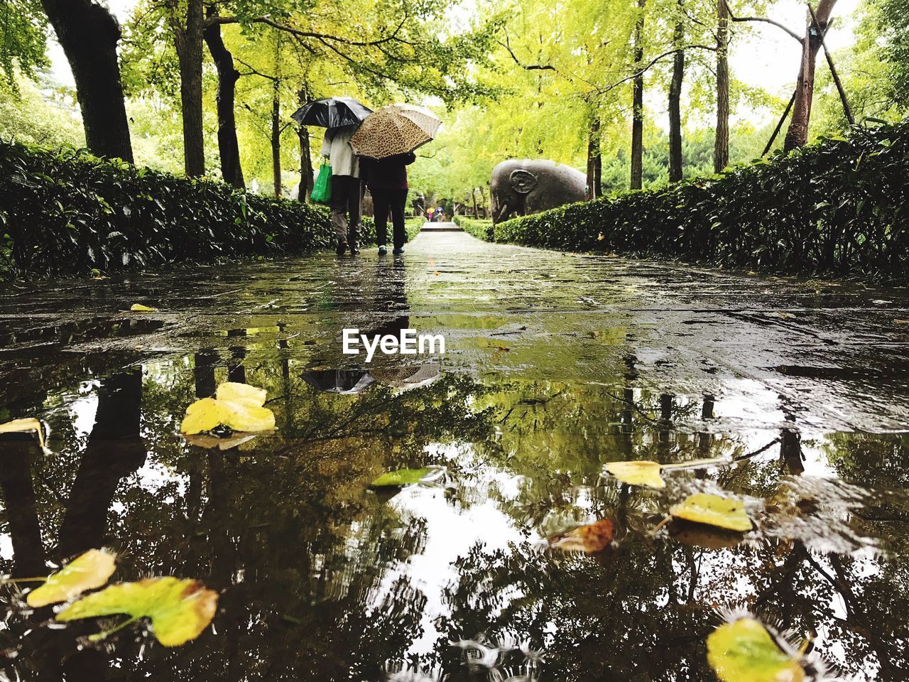 WET TREE IN FOREST