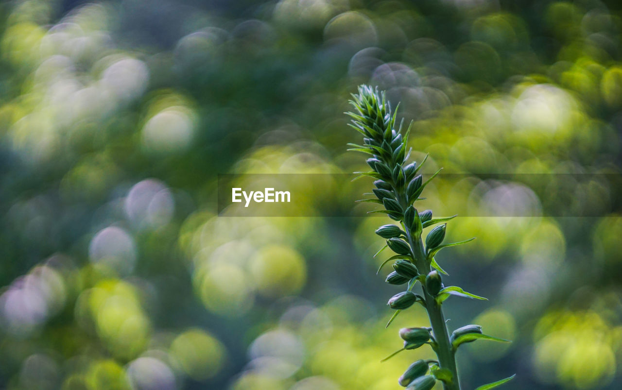 CLOSE-UP OF FRESH GREEN PLANT