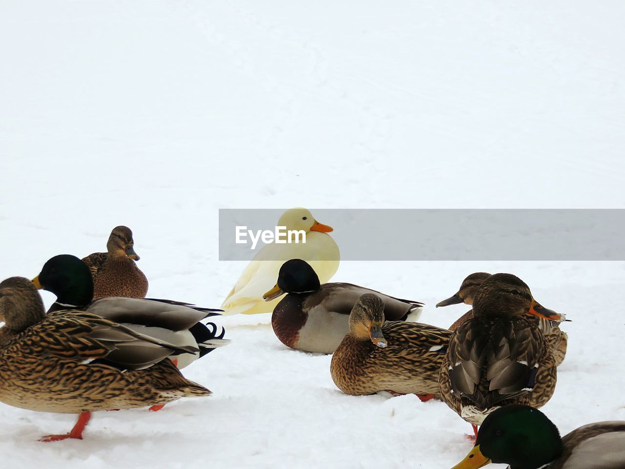 Ducks on snow covered field