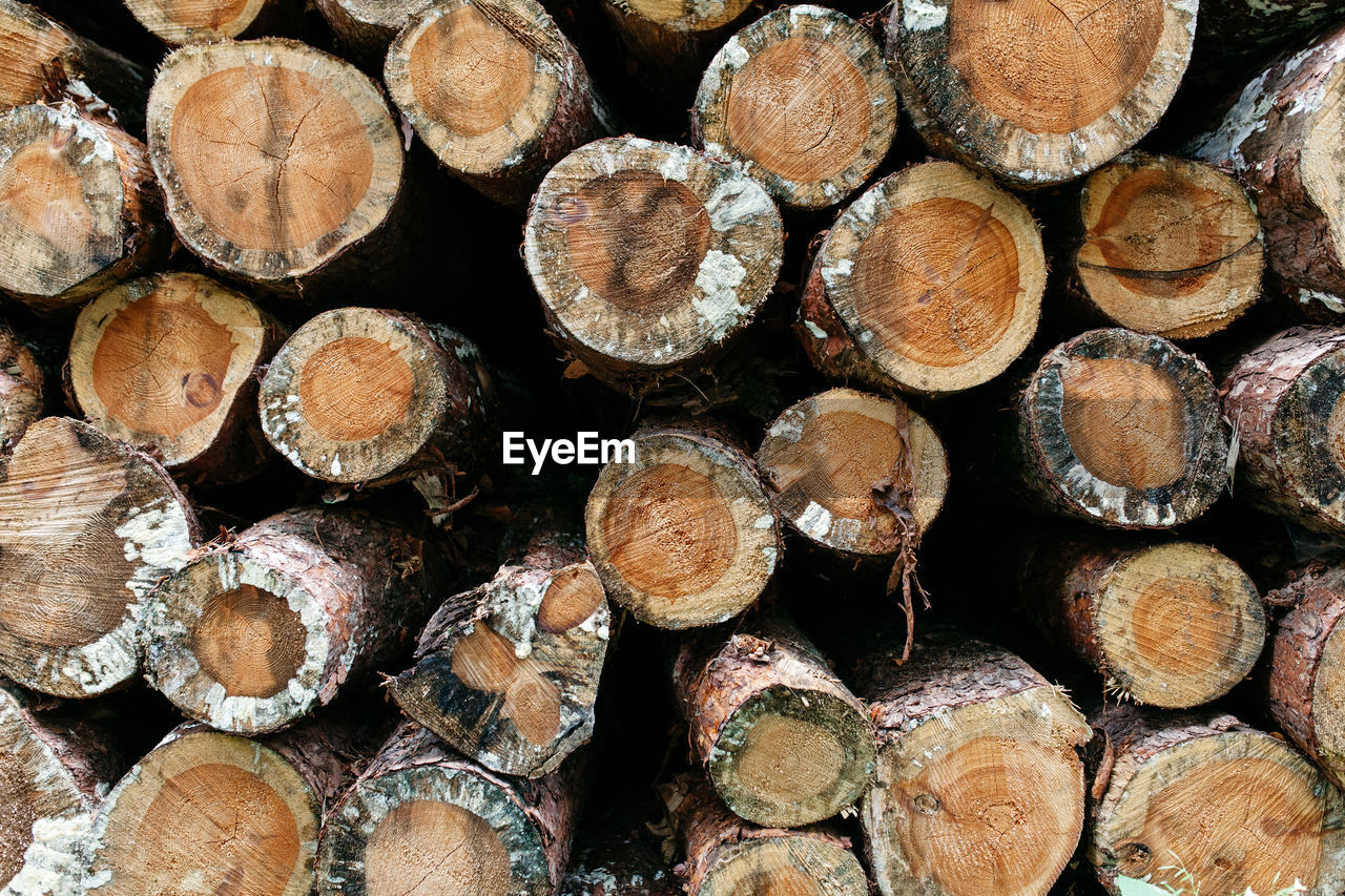Full frame image of tree stumps