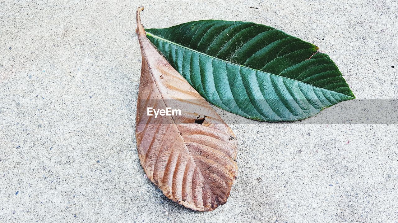 HIGH ANGLE VIEW OF BUTTERFLY ON LEAVES ON FOOTPATH