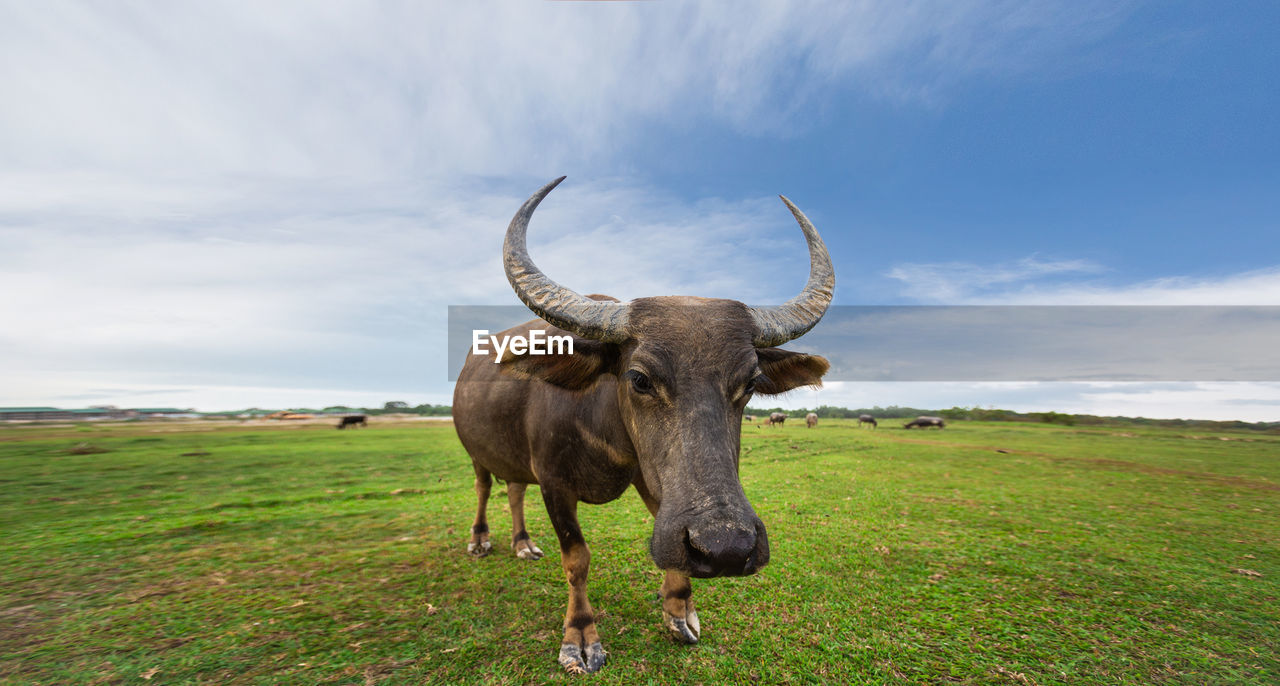 VIEW OF ELEPHANT ON FIELD