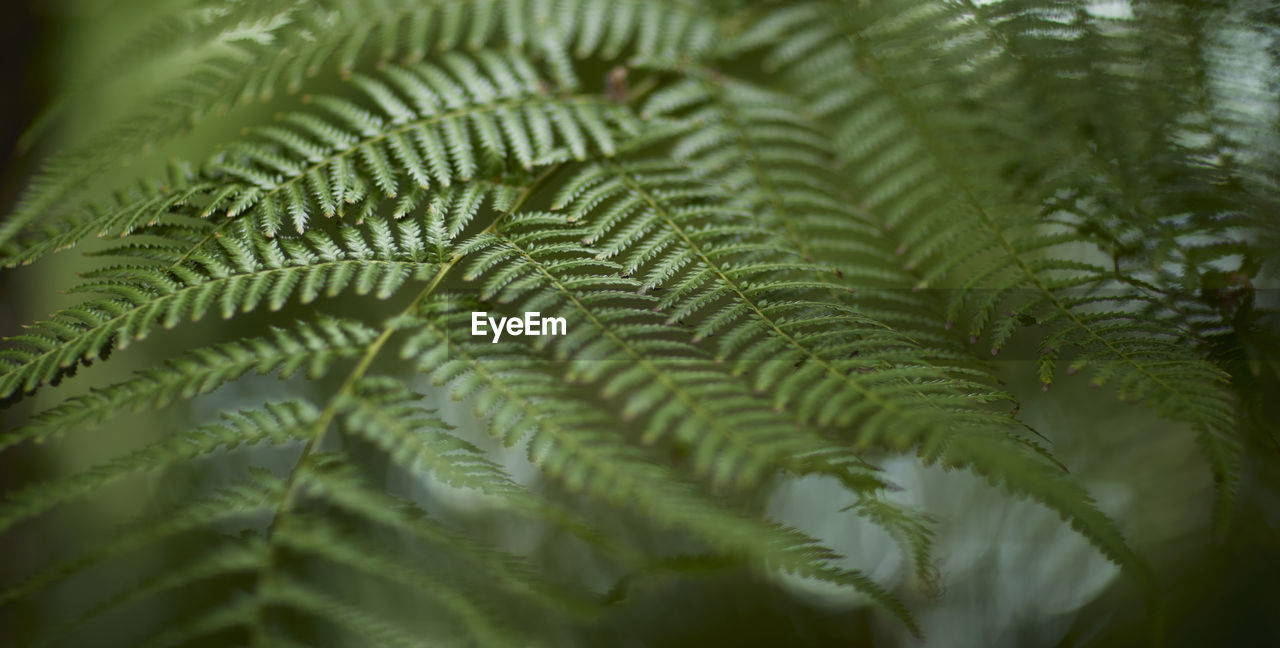 leaf, ferns and horsetails, fern, plant, plant part, green, growth, nature, tree, close-up, beauty in nature, no people, plant stem, selective focus, backgrounds, frond, vegetation, palm leaf, outdoors, day, tranquility, full frame, forest, botany, flower, freshness, branch